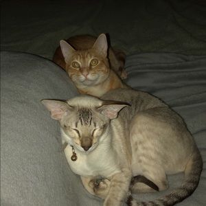 Meet your Posher, Royce